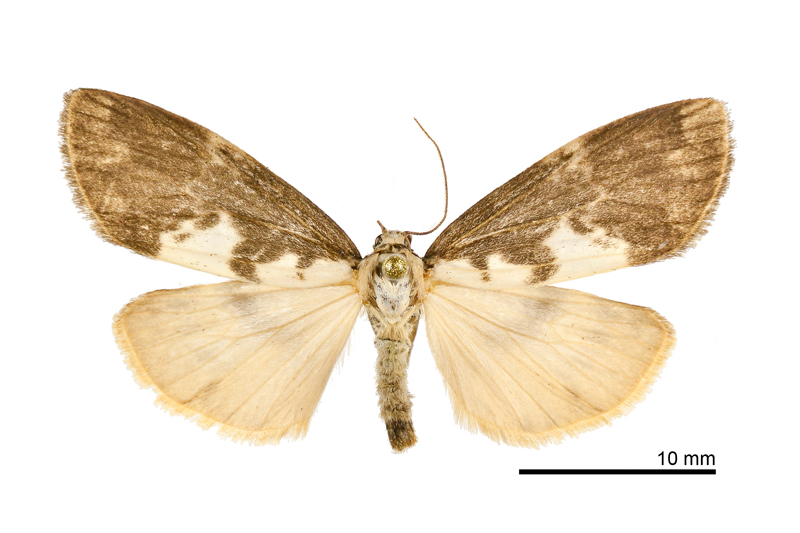 Barsura albidorsalis Female